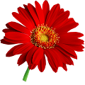 Maria Lashuk profile picture